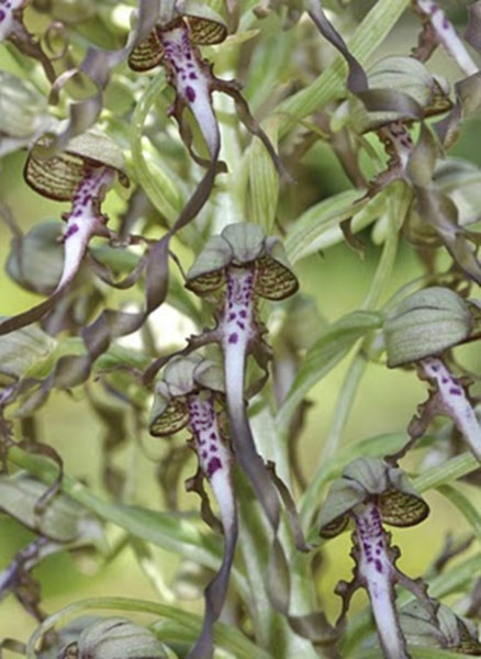 Orchis bouc : Orchidée terrestre européenne